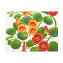 Nasturtium Flowers 2010 Pocket Calendar postcards
