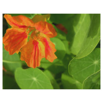 Nasturtium flyers by dinatemraz Nasturtium flyers