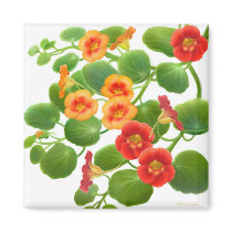 Nasturtium Garden Flowers Magnet by twopurringcats Nasturtium Garden Flowers Magnet