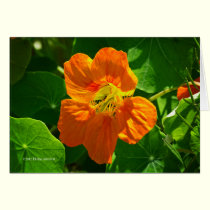 Nasturtium in orange cards