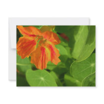 Nasturtium invitations by dinatemraz Nasturtium invitations