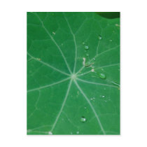nasturtium leaf postcards