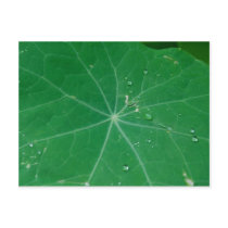 nasturtium leaf postcards
