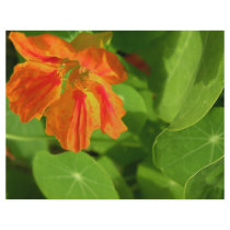 Nasturtium letterhead by dinatemraz Nasturtium letterhead