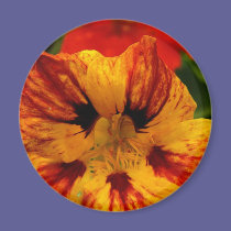 Nasturtium magnets