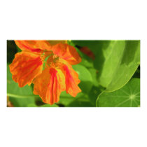 Nasturtium photo cards by dinatemraz Nasturtium photo cards