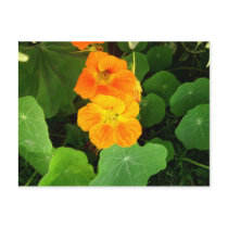 Nasturtium postcards