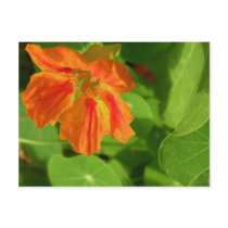 Nasturtium postcards