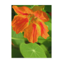 Nasturtium postcards