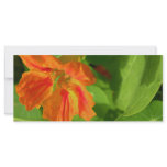 Nasturtium Rack Cards
