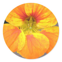 Nasturtium Sticker