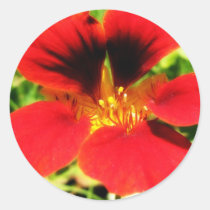 Nasturtium stickers