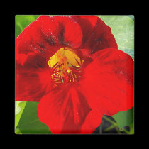 Nasturtium-upclose magnets