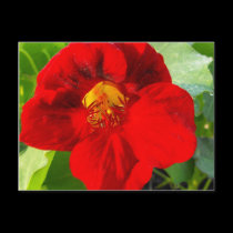 Nasturtium-upclose postcards