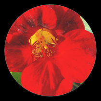 Nasturtium-upclose stickers