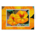 Nasturtiums cards