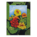 Nasturtiums cards by klocke Nasturtiums cards