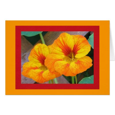 Nasturtiums Greeting Cards by ggbythebay