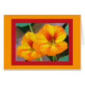 Nasturtiums cards