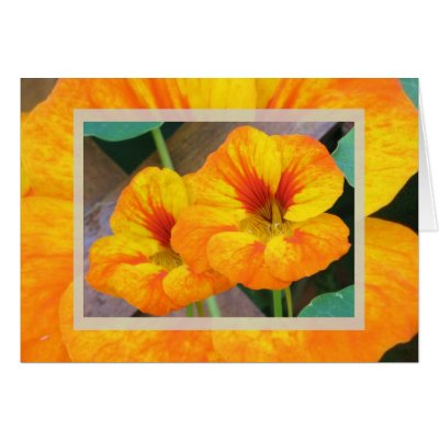 Nasturtiums Cards by ggbythebay