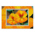 Nasturtiums cards