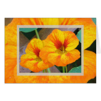Nasturtiums cards