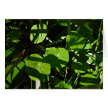 Nasturtiums decorated with light and shade greeting cards