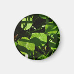 Nasturtiums decorated with light and shade magnet