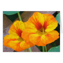 Nasturtiums In My Garden cards
