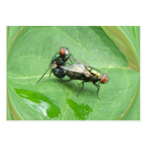 Nasty Flies ~  ATC business cards