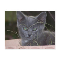 Natasha Hiding postcards