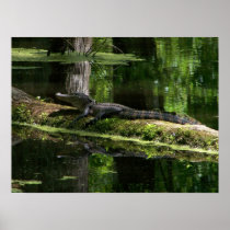 Natchez Trace Gator (3) Print