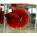Nate Statue (Chickadee's Betta) photo sculptures by chickadee11500 Nate Statue (Chickadee's Betta) photo sculptures