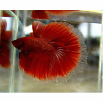Nate Statue (Chickadee's Betta) photo sculptures