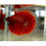 Nate Statue (Chickadee's Betta) Cut Out
