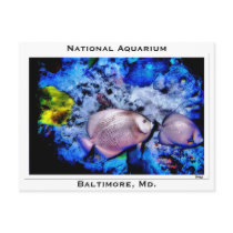 National Aquarium, Baltimore, Md. postcards by swag74 National Aquarium, Baltimore, Md. postcards