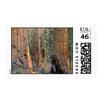 National Parks Postage M postage