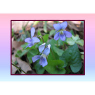 Native Blue Violets Card card