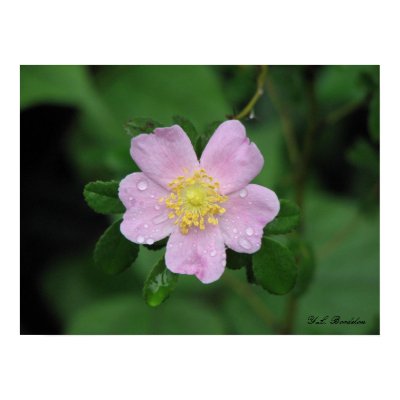 Native Carolina Rose Posters by naturegirl7