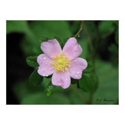 Native Carolina Rose print