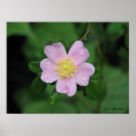 Native Carolina Rose Posters