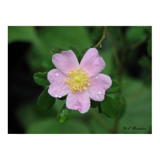 Native Carolina Rose print