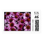 Native Echinacea Flowers Stamp