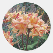 Native Flame Azalea Round Sticker