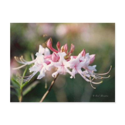 Native Pink Azalea Postcard by naturegirl7