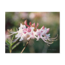 Native Pink Azalea Postcard by naturegirl7 Native Pink Azalea Postcard