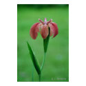 Native Red LA Iris posters by naturegirl7 Native Red LA Iris posters