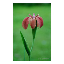 Native Red LA Iris posters
