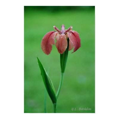 Native Red LA Iris Print by naturegirl7