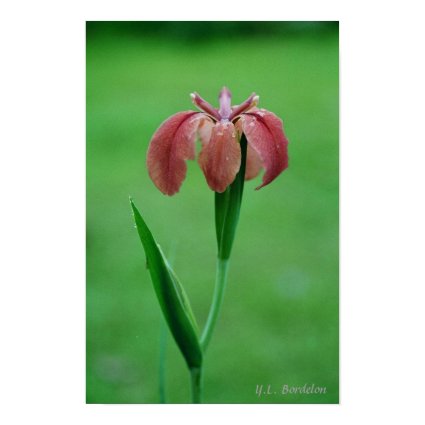 Native Red LA Iris print